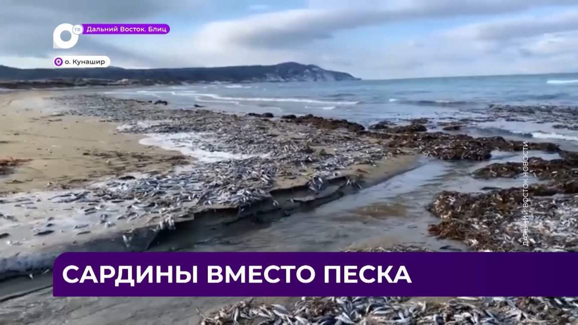 Дальний Восток Блиц / 20.01.23