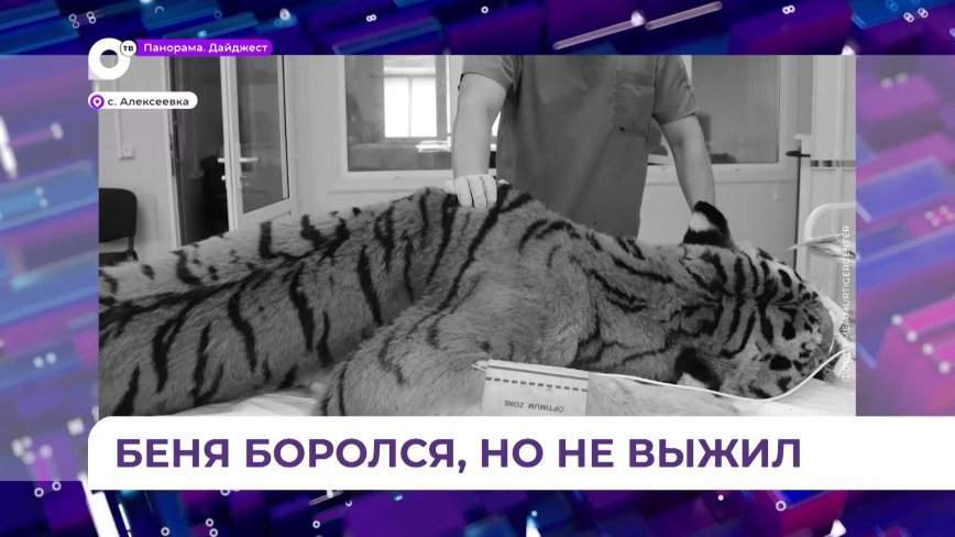 Отловленный в Приморье прооперированный тигр Беня не выжил