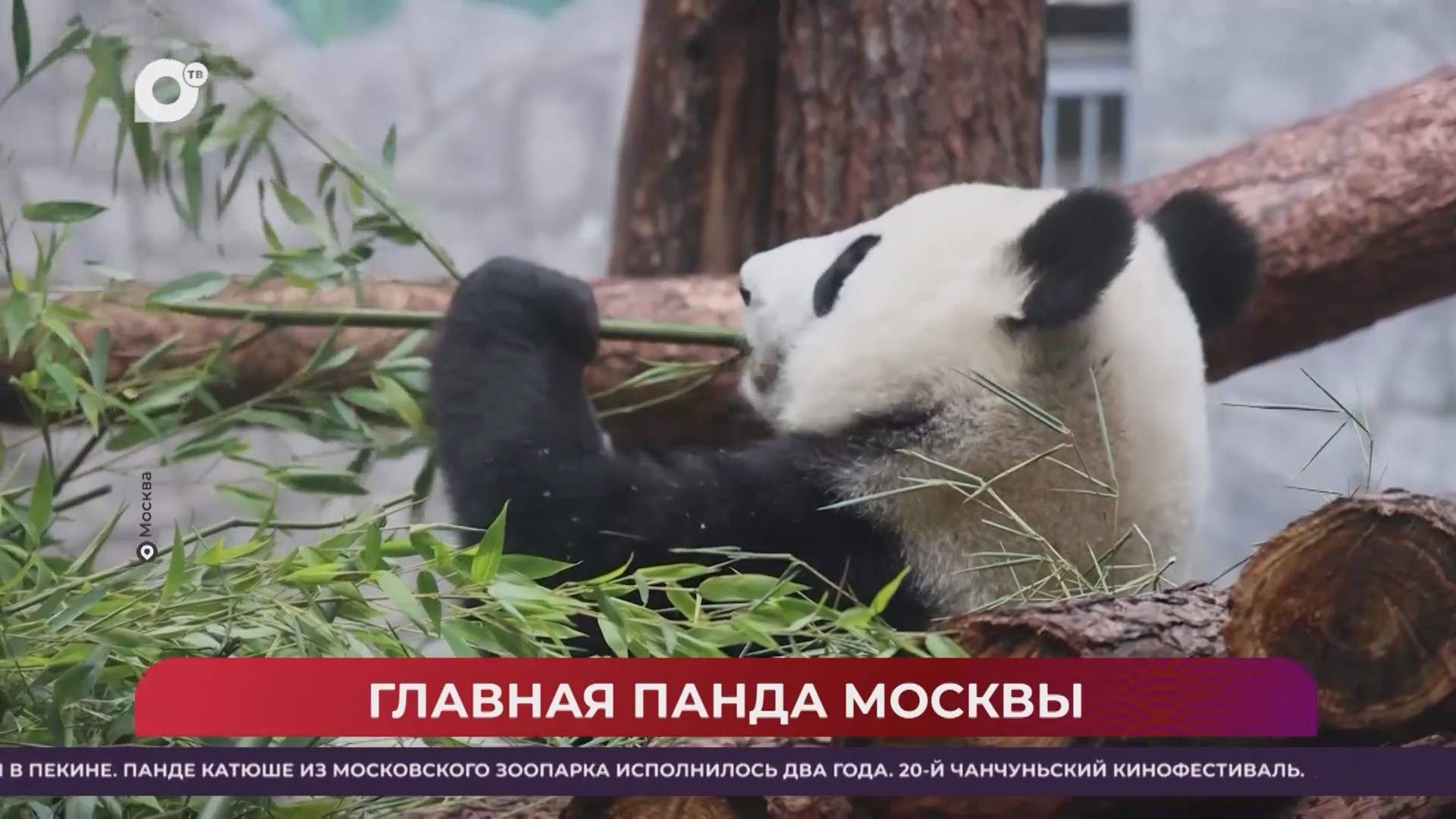 Китайская шкатулка / Китай накануне Дня Победы / 30.08.25