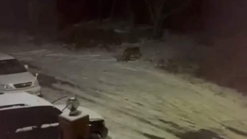 «Стрелял в воздух, отпугивал»: тигр-убийца пришел в приморский город