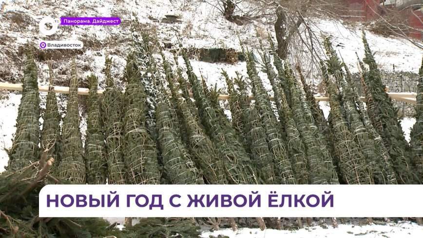 Во Владивостоке открылись ёлочные базары