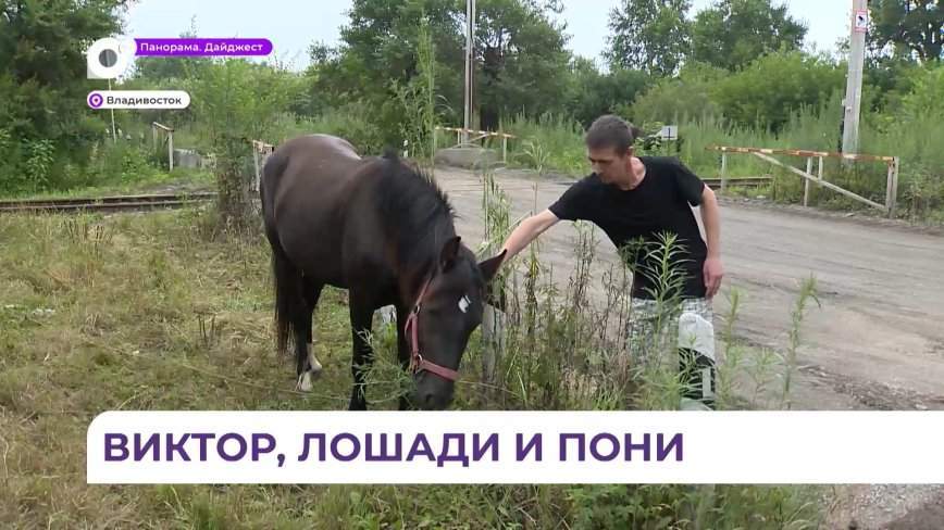 Практически в центре Владивостока «поселились» лошади и пони