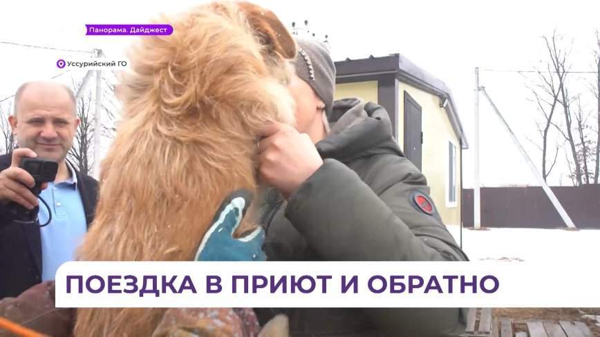 В Арсеньеве раз в неделю в приюте службы отлова проходит воссоединение владельцев и питомцев
