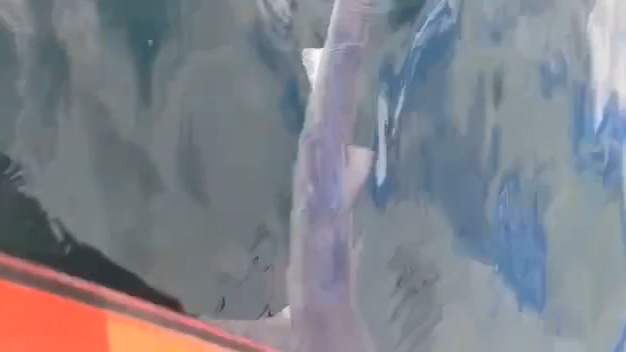 Во Владивостоке акула атаковала лодку рыбаков