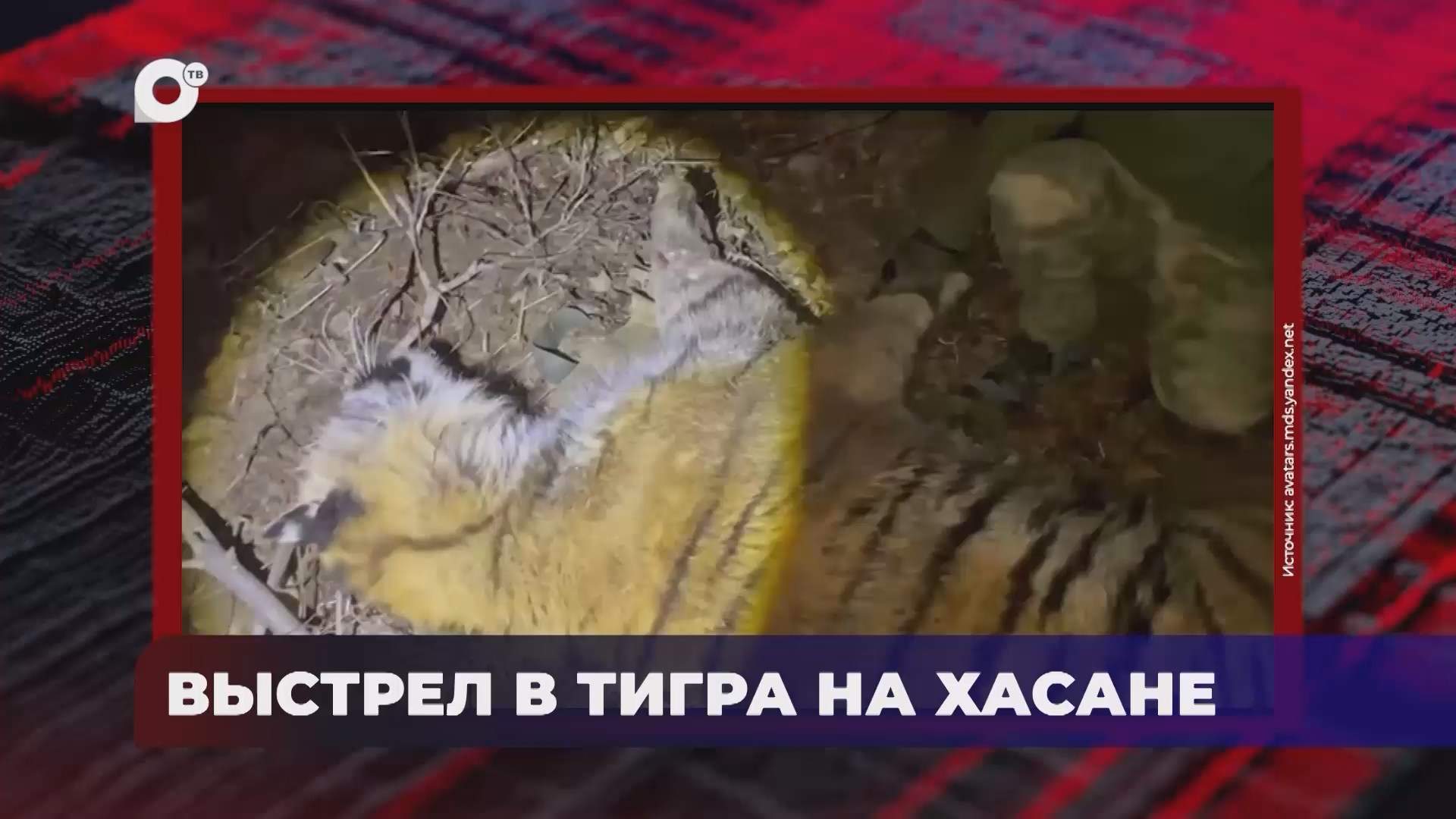 В порядке! / Выстрел в тигра / 08.09.26