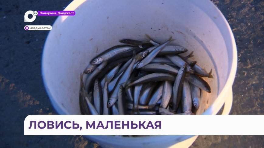 Ловят вёдрами: корюшка пошла во Владивостоке