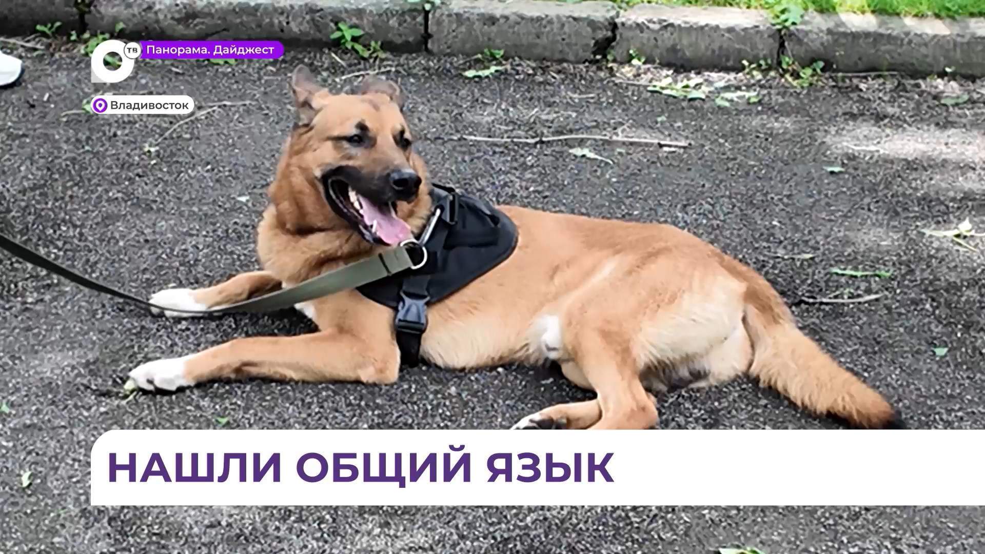 Во Владивостоке провели бесплатный мастер-класс по уходу за собаками и их дрессировке