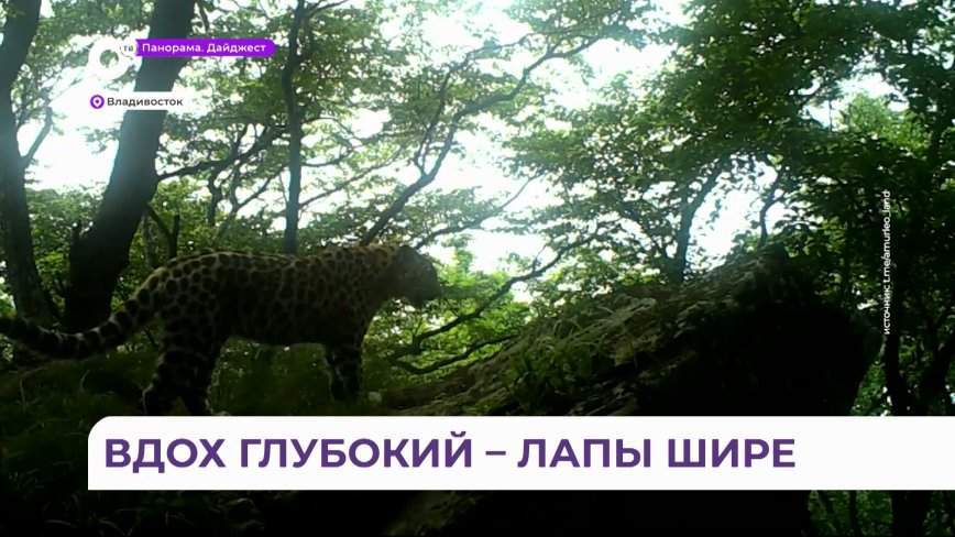Утренняя зарядка леопарда попала на видео в Приморье