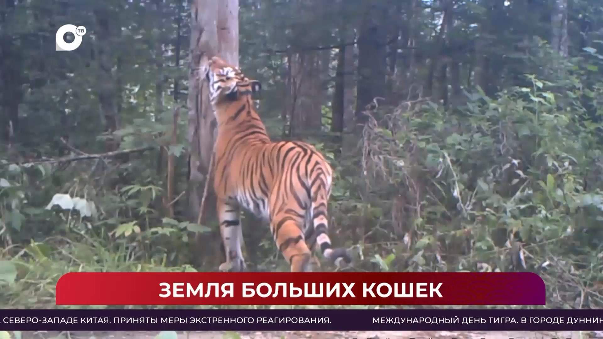 Китайская шкатулка / Лето в Китае: тигры, леопарды и стрельба из лука / 01.08.26