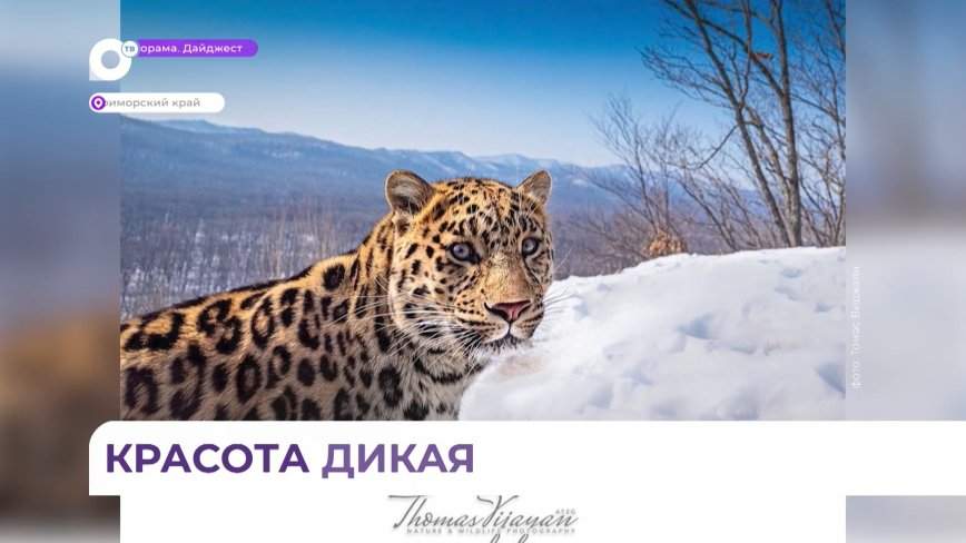Портрет дикой кошки из нацпарка «Земля леопардов» покорил сердца миллионов пользователей соцсетей
