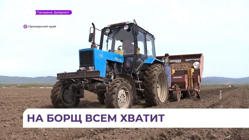 В Приморье высадили свыше 650 гектаров овощей «для борща»