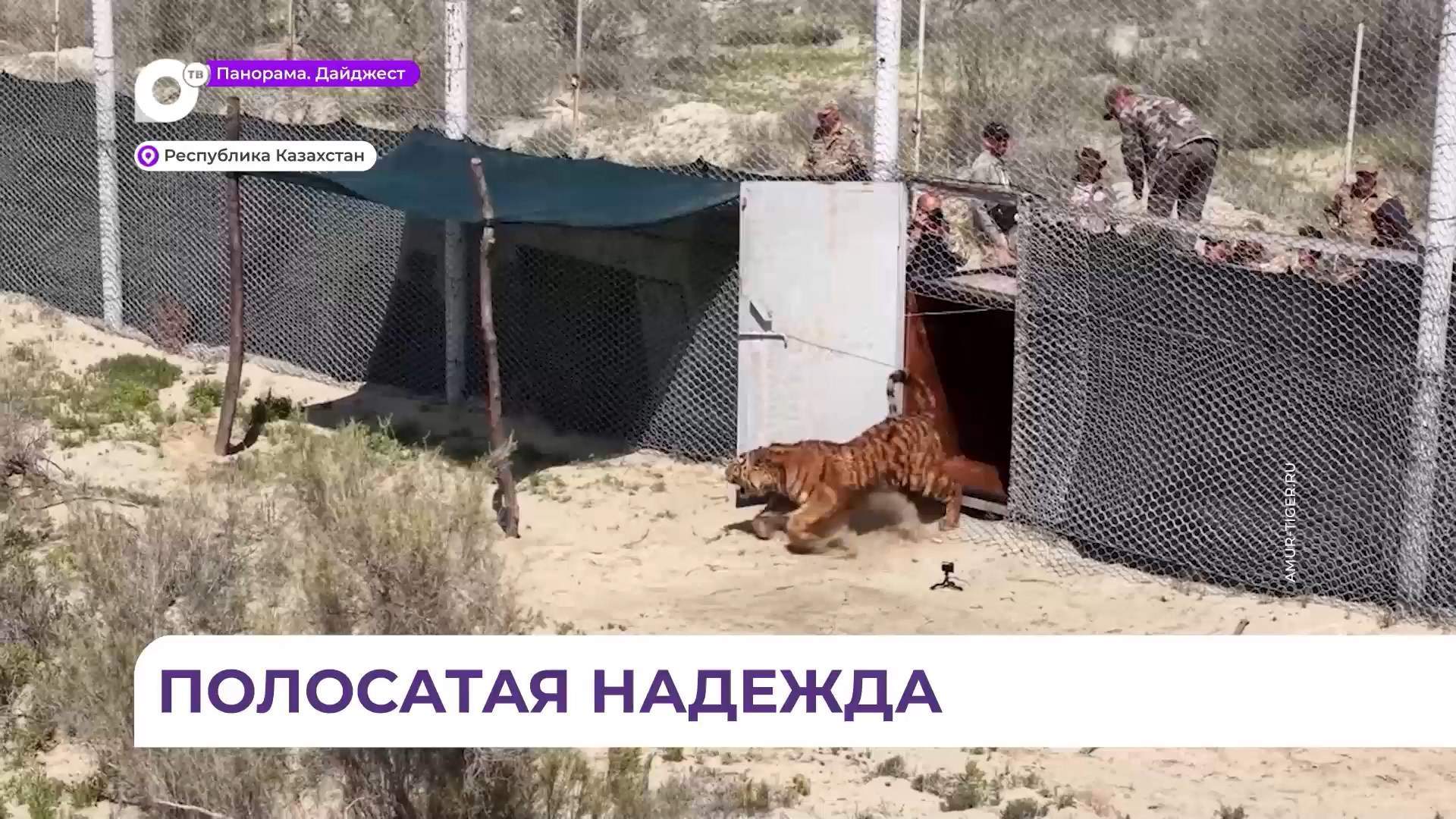 Самку амурского тигра по кличке Yмiт выпустили в казахстанскую степь