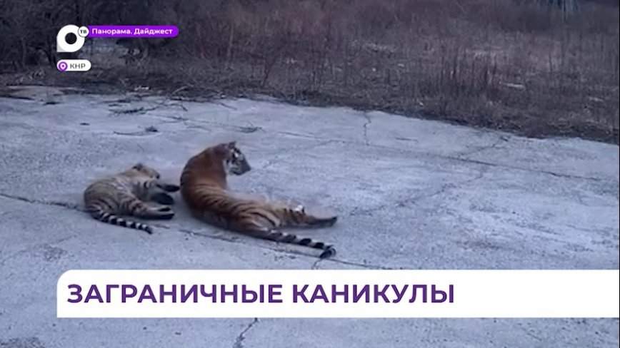Семейство амурских тигров впечатлило жителей приграничной китайской провинции Цзилинь