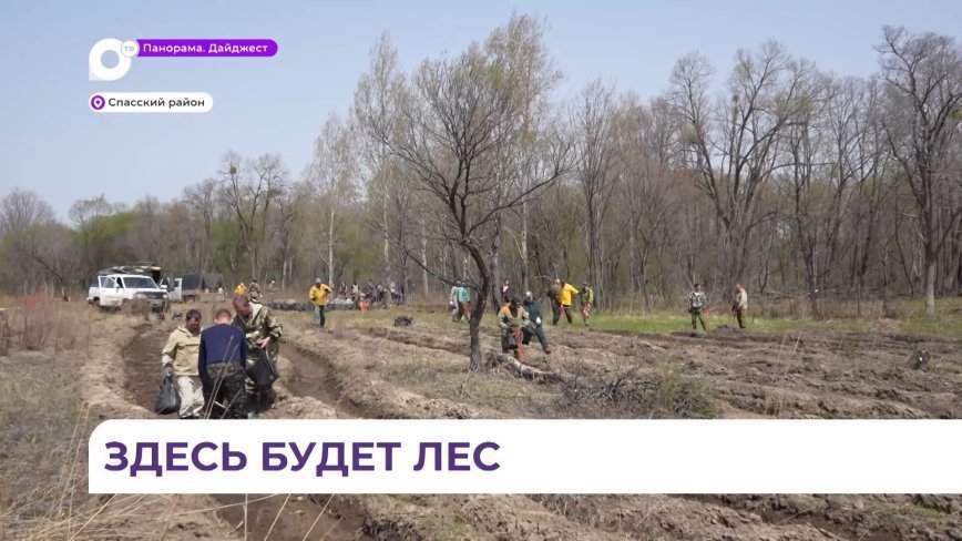 В Спасском районе специалисты лесного хозяйства посадили десятки тысяч деревьев