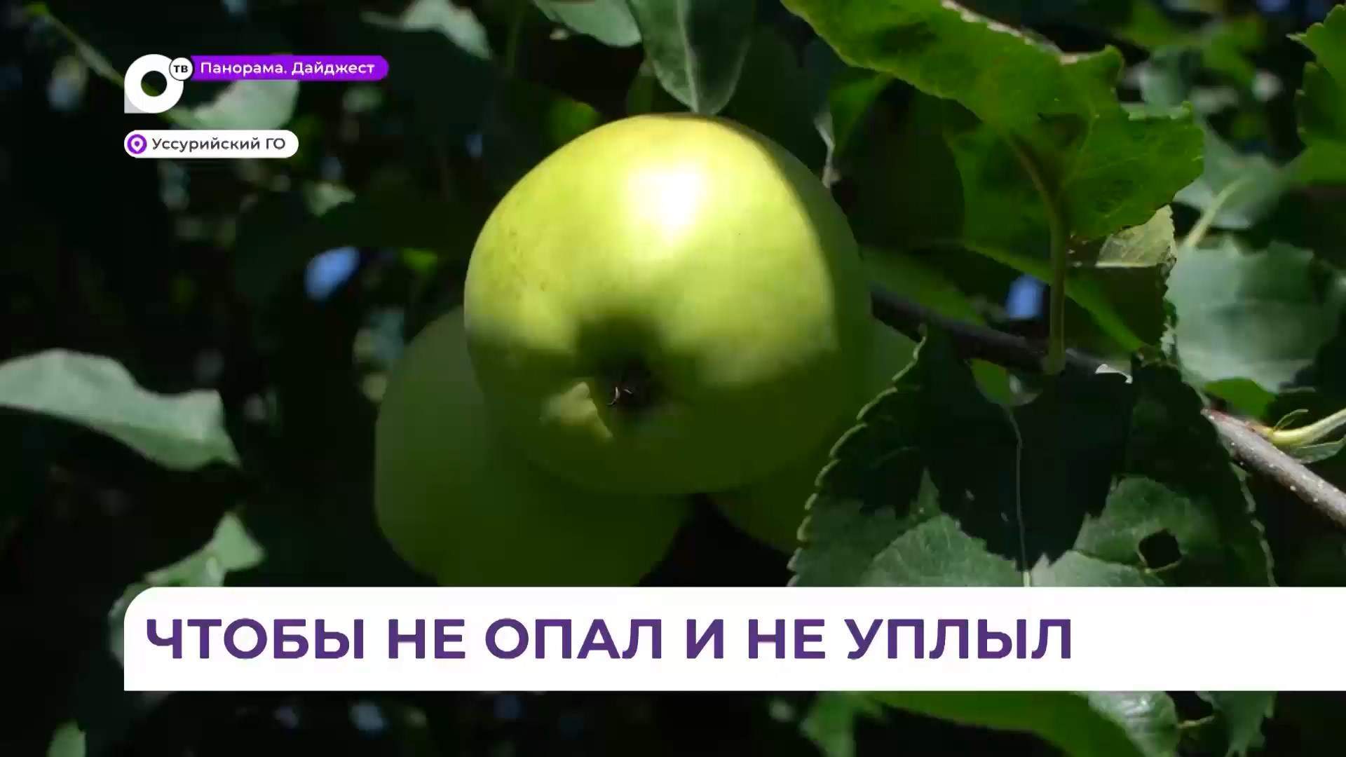 В плодово-ягодном питомнике Уссурийского округа знают верный рецепт сохранения урожая