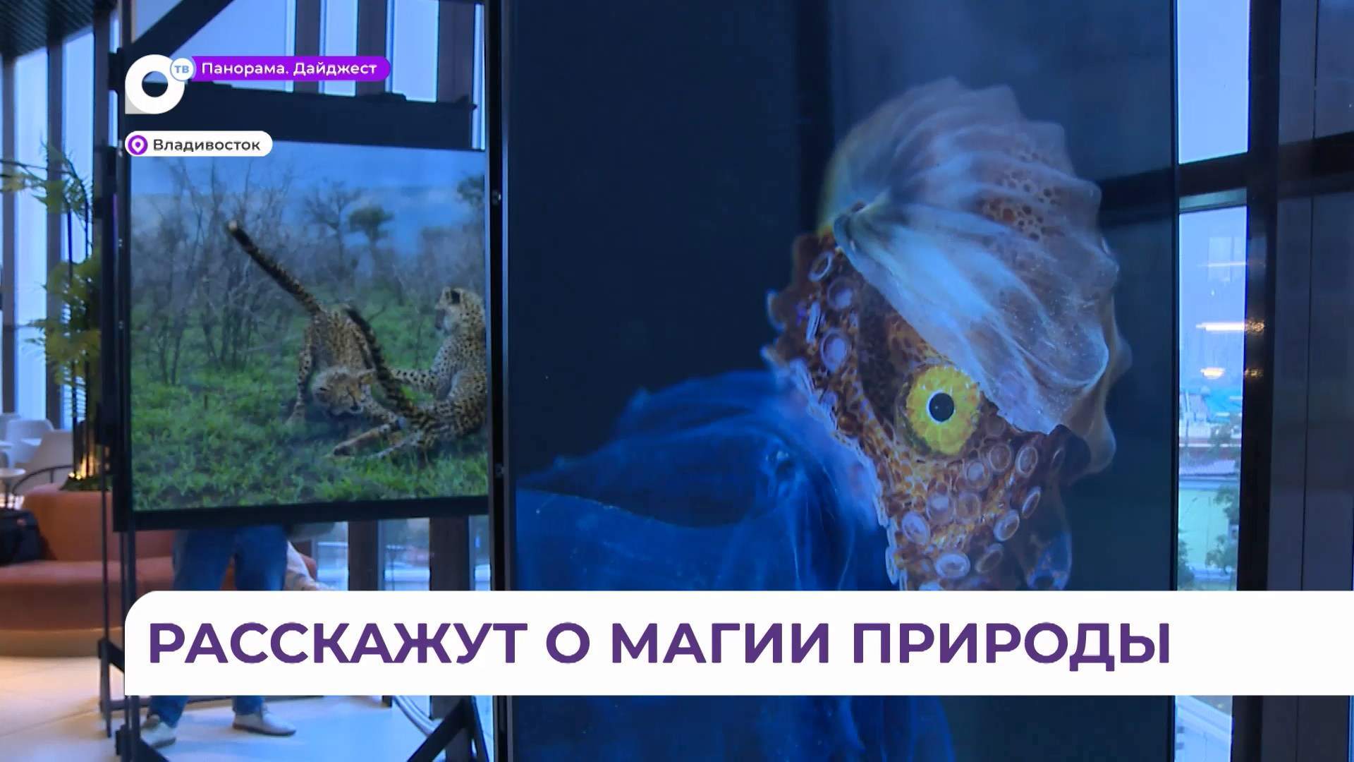 Школьники Приморья увидят выставку крупнейшего мирового проекта - международного фестиваля «Золотая черепаха»