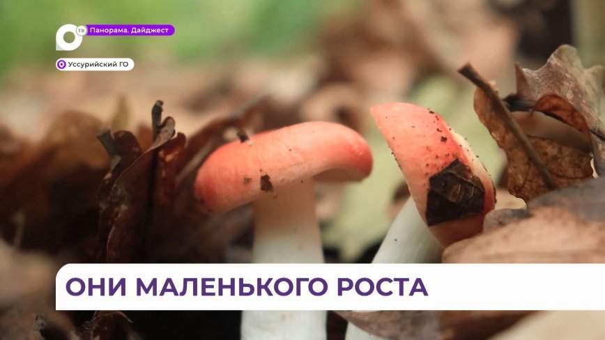 В Приморье пошли грибы