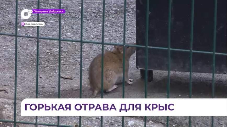 Крысы атакуют жителей Владивостока