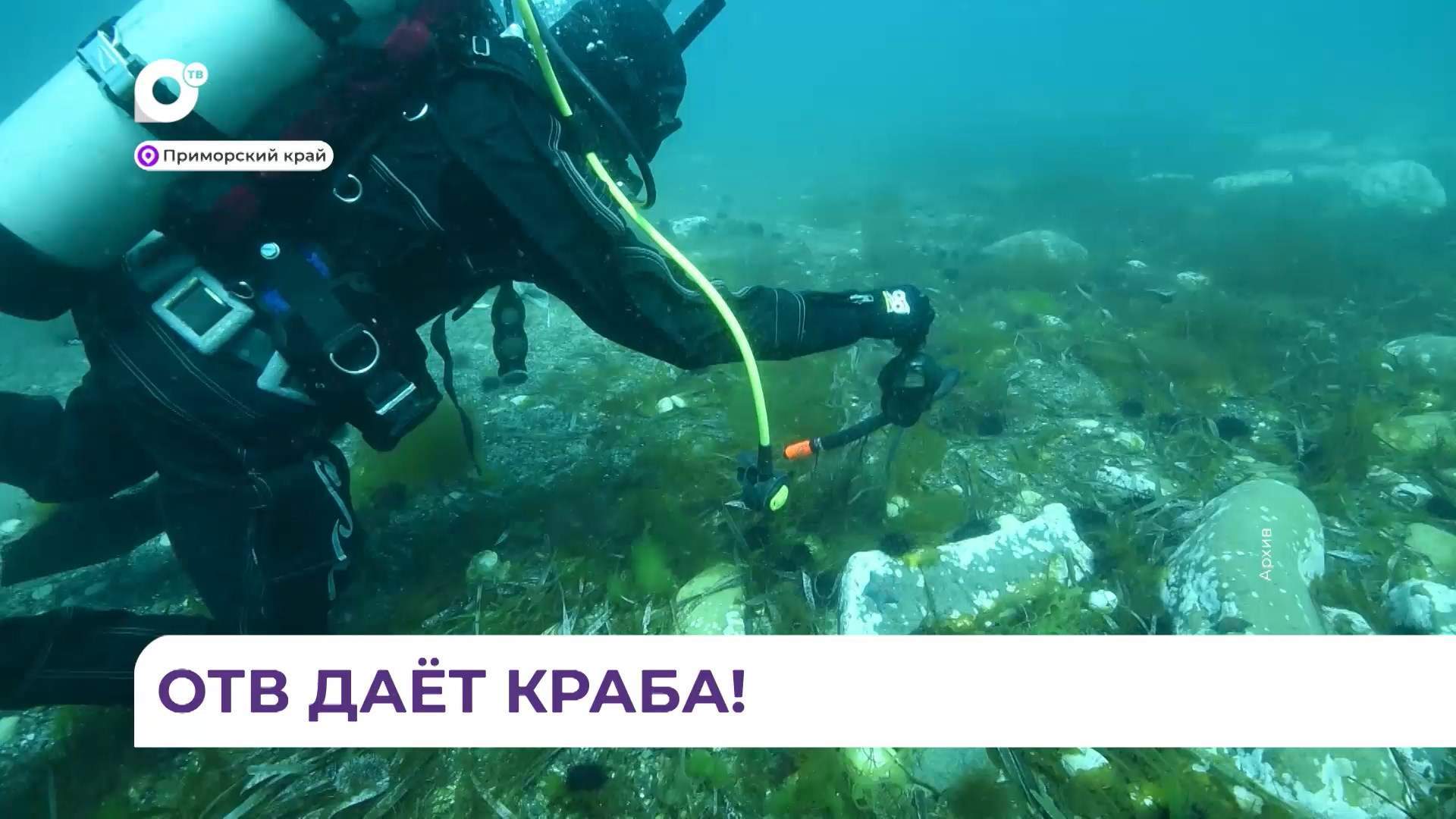 Победителем конкурса «Живая тайга» стал фильм ОТВ «Дай краба»