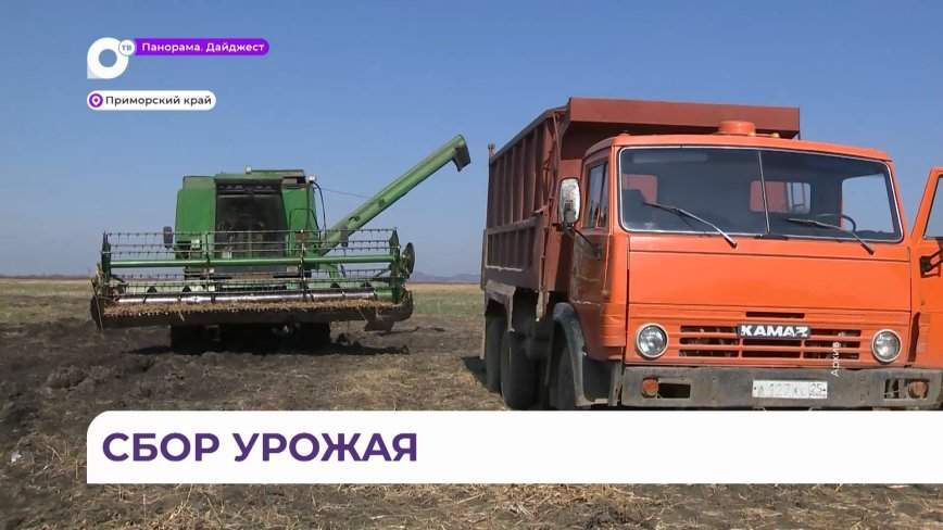 В Приморье началась уборка сои