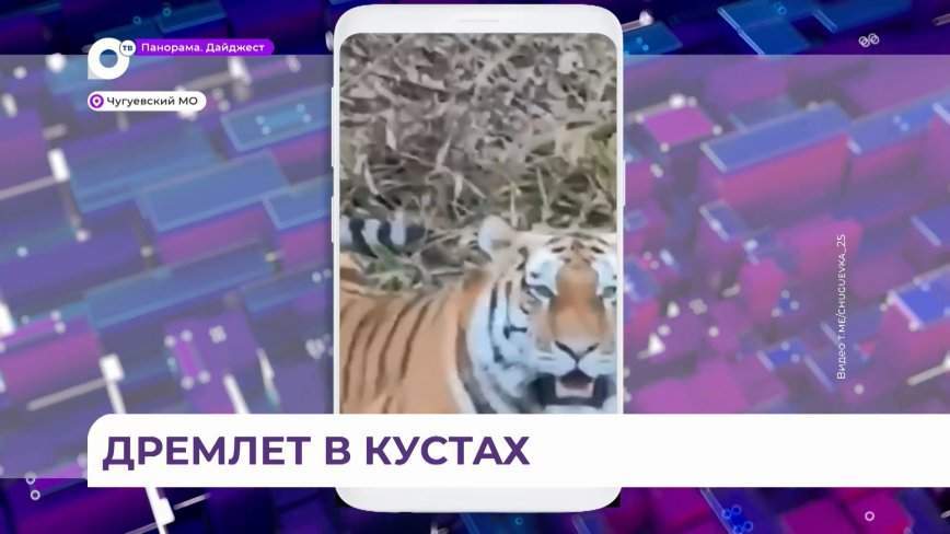 Появился из ниоткуда: тигр вышел к людям в Приморье
