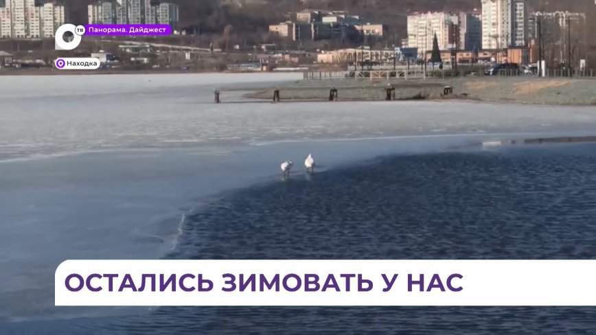 На озере Солёном в Находке поселились лебеди
