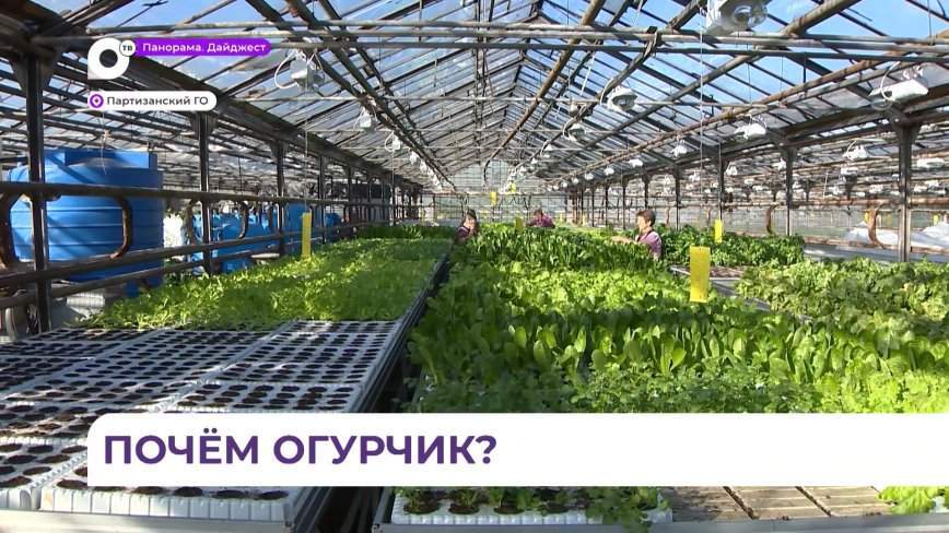 В Приморье будут строить современные теплицы