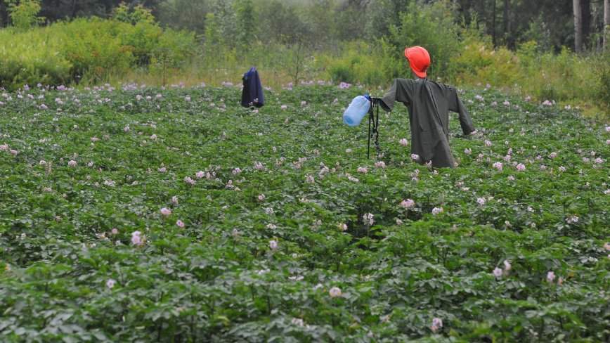 Дачникам нужно быть осторожней: за картошку могут оштрафовать