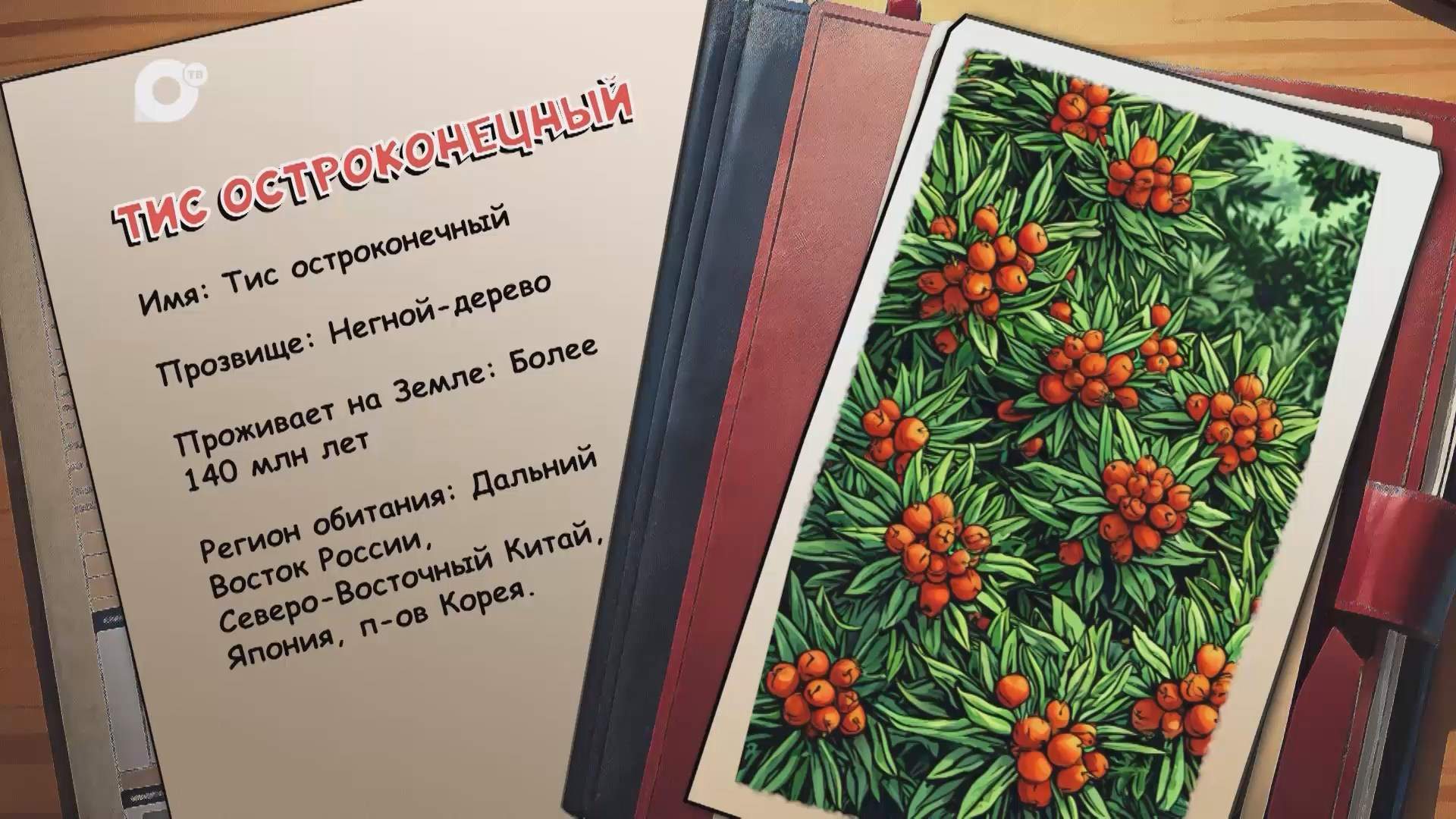 Агент биосферы / Тис остроконечный / 01.10.25