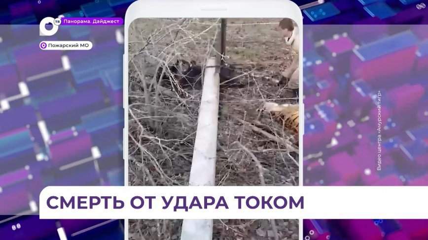 Специалисты подтвердили, что гибель тигра и медведя в Пожарском районе произошла от удара током