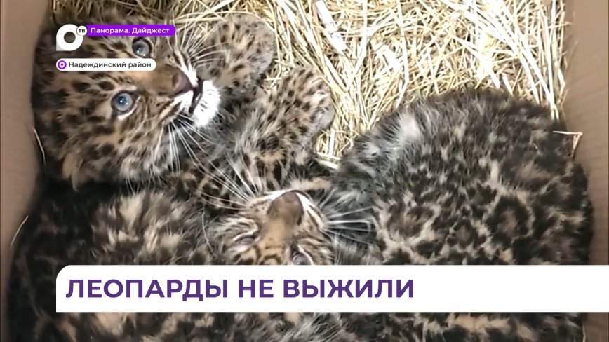 Спасенные в Приморье котята леопарда погибли в Центре реабилитации животных