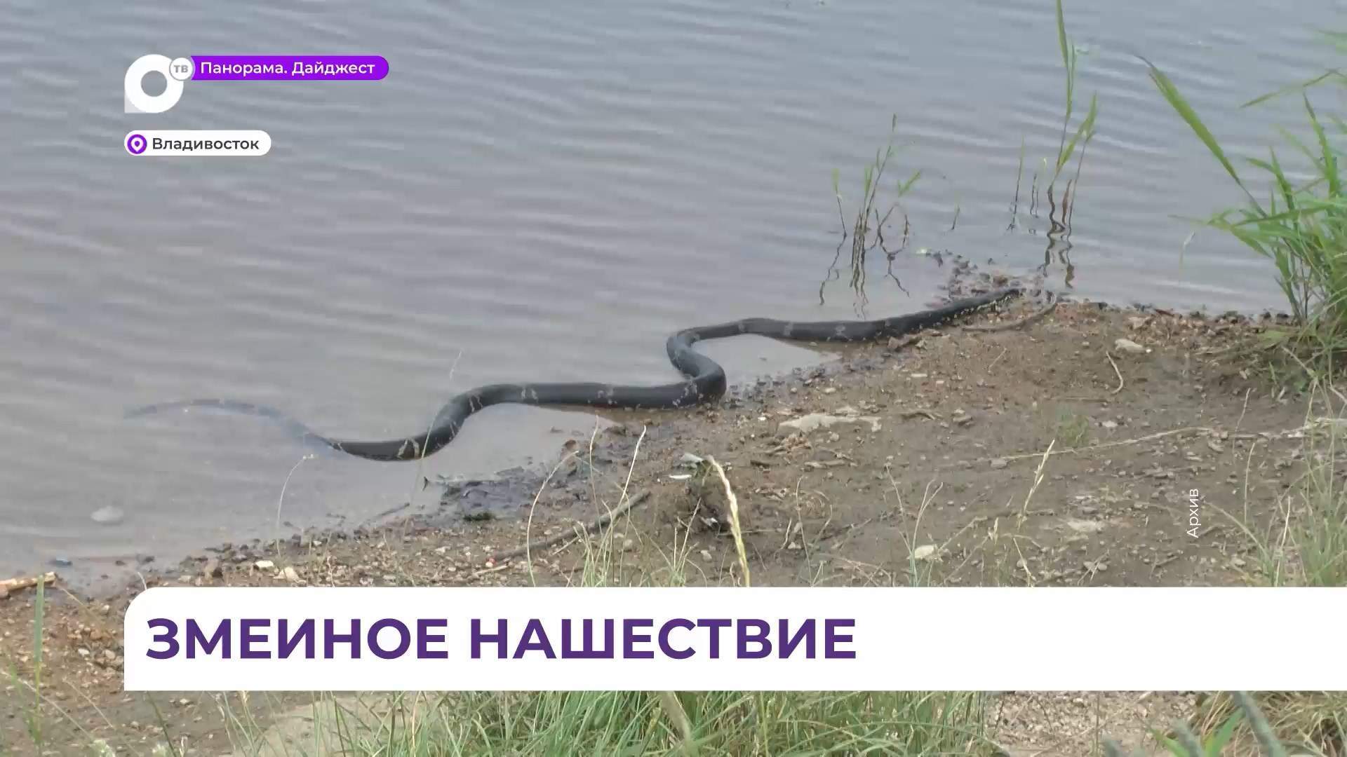 На городских пляжах Владивостока – змеиное нашествие