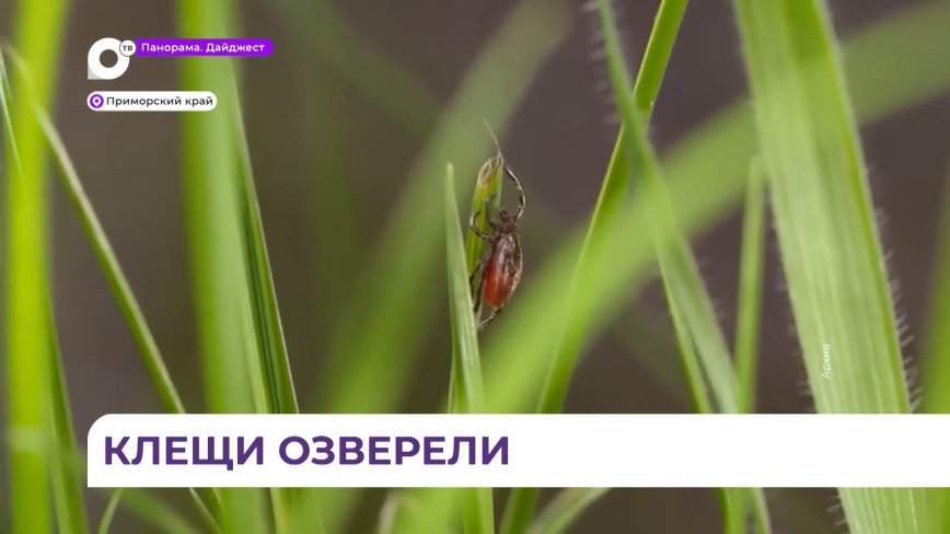 Более полутора тысяч человек уже пострадали от укусов клещей в Приморье