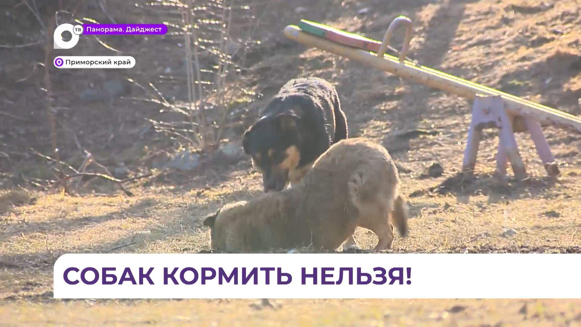 В Приморье законодательно запретили кормить бездомных собак в общественных местах