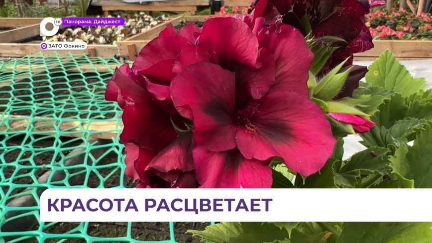 В теплицах Фокино началась подготовка к озеленению города