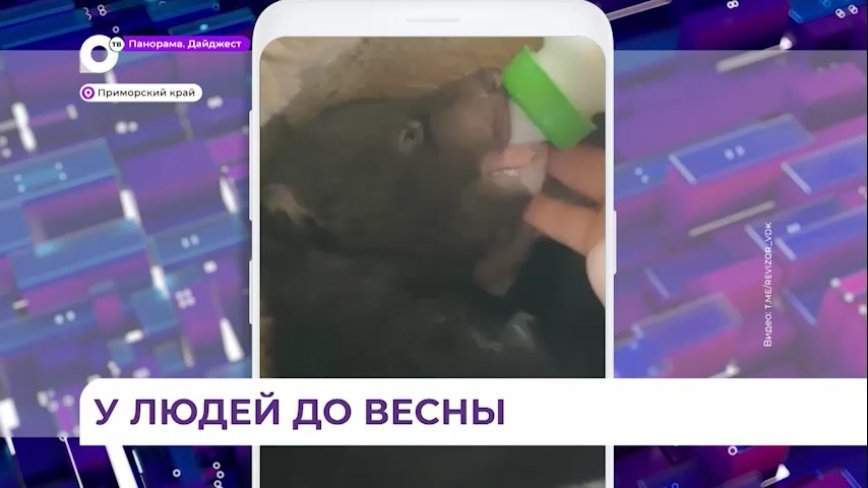 Детеныша гималайского медведя спасли охотоведы в Приморье