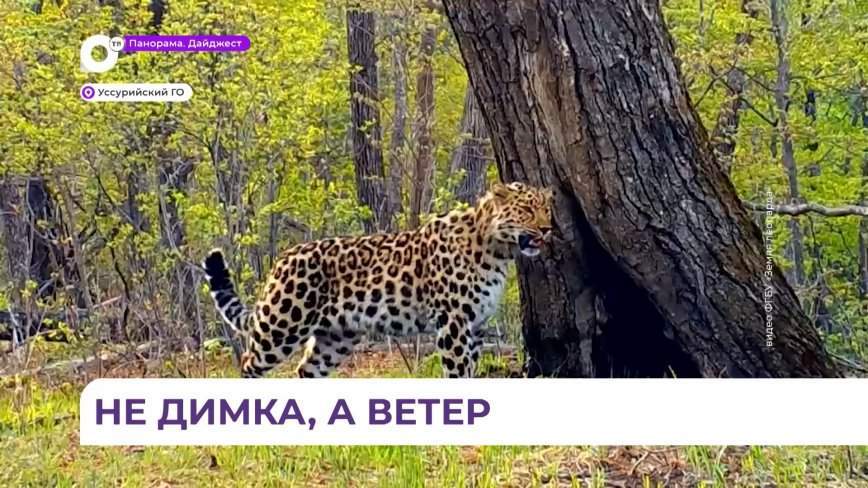 Вместо Леопольда и Димки: молодой приморский леопард получил имя