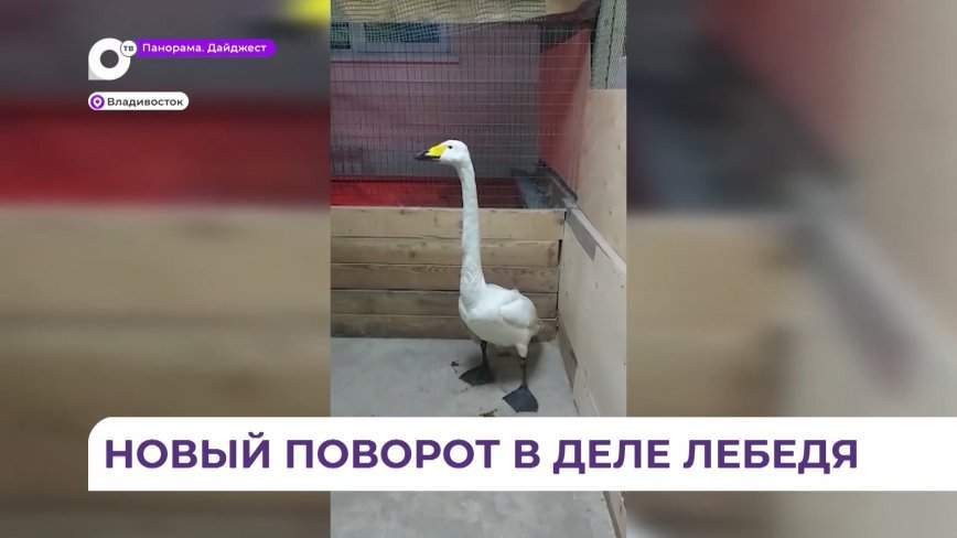 По всему телу: появились новые подробности в истории спасённого лебедя
