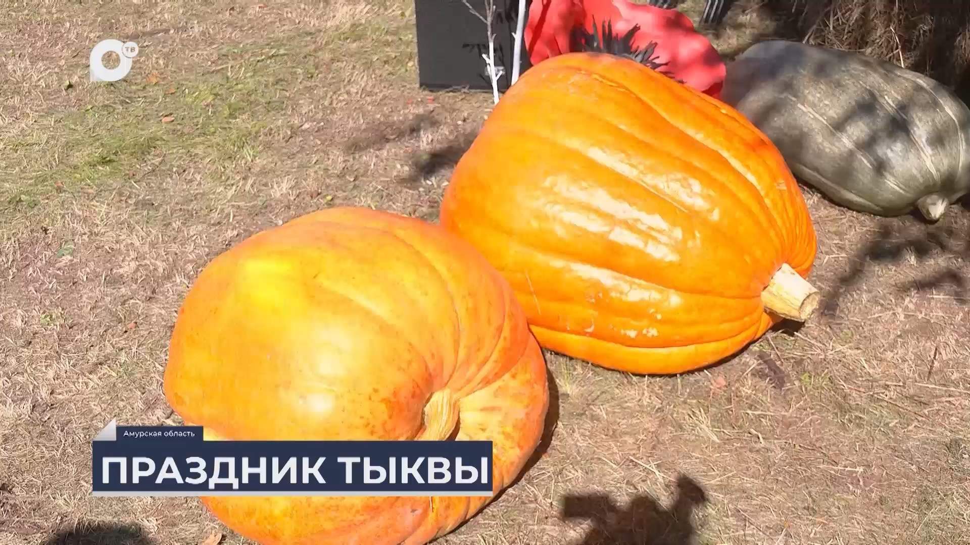 Дальний Восток на связи / Фестиваль тыквы в Амурской области 