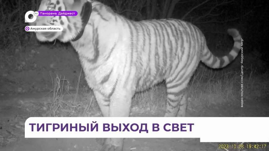 Приморская тигрица Елена впервые «показала» своих детей в Амурской области