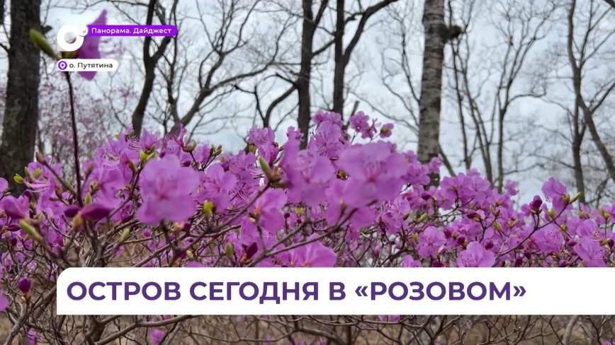 Красивый багульник на Путятина завораживает цветением