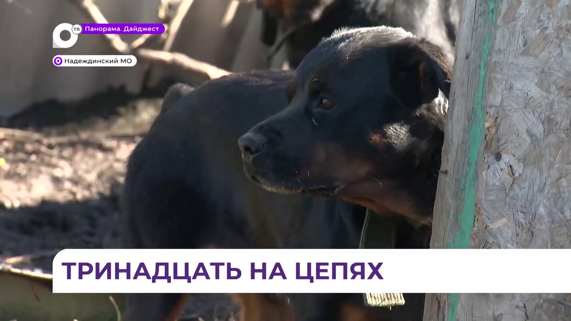 Тринадцать на цепях: в Приморье судьбу брошенных на садовом участке собак решат специалисты