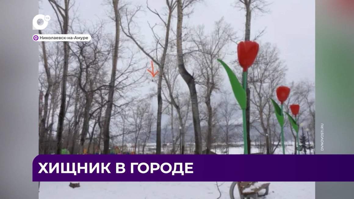 Дальний Восток Блиц / 08.04.24