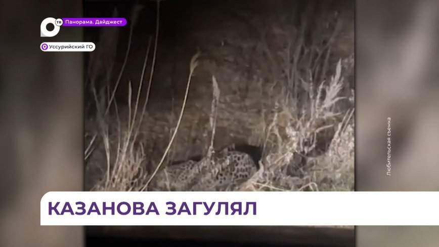 Впервые за полвека заметили леопарда у села Кондратеновка Уссурийского округа