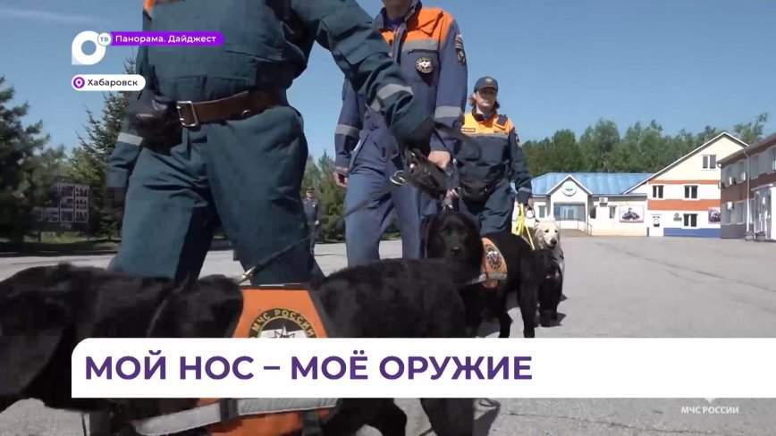 Четвероногие спасатели из Приморья подтвердили квалификацию на право допуска к поиску людей