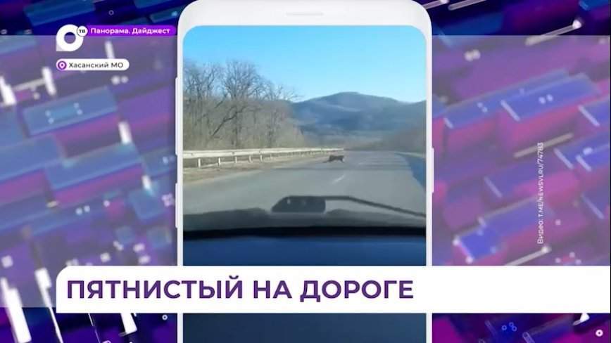 В Хасанском округе водителю перебежал дорогу леопард
