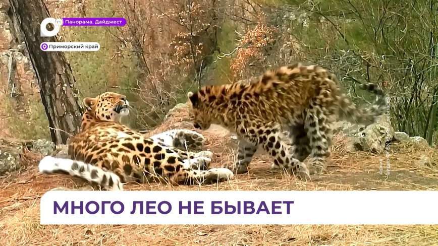 Редкие леопарды стабильно размножаются у границ с Северной Кореей