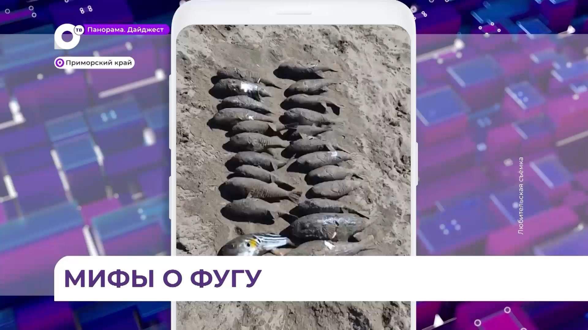 Учёные опровергли утверждение, что фугу массово выбрасывается на берег в Приморье