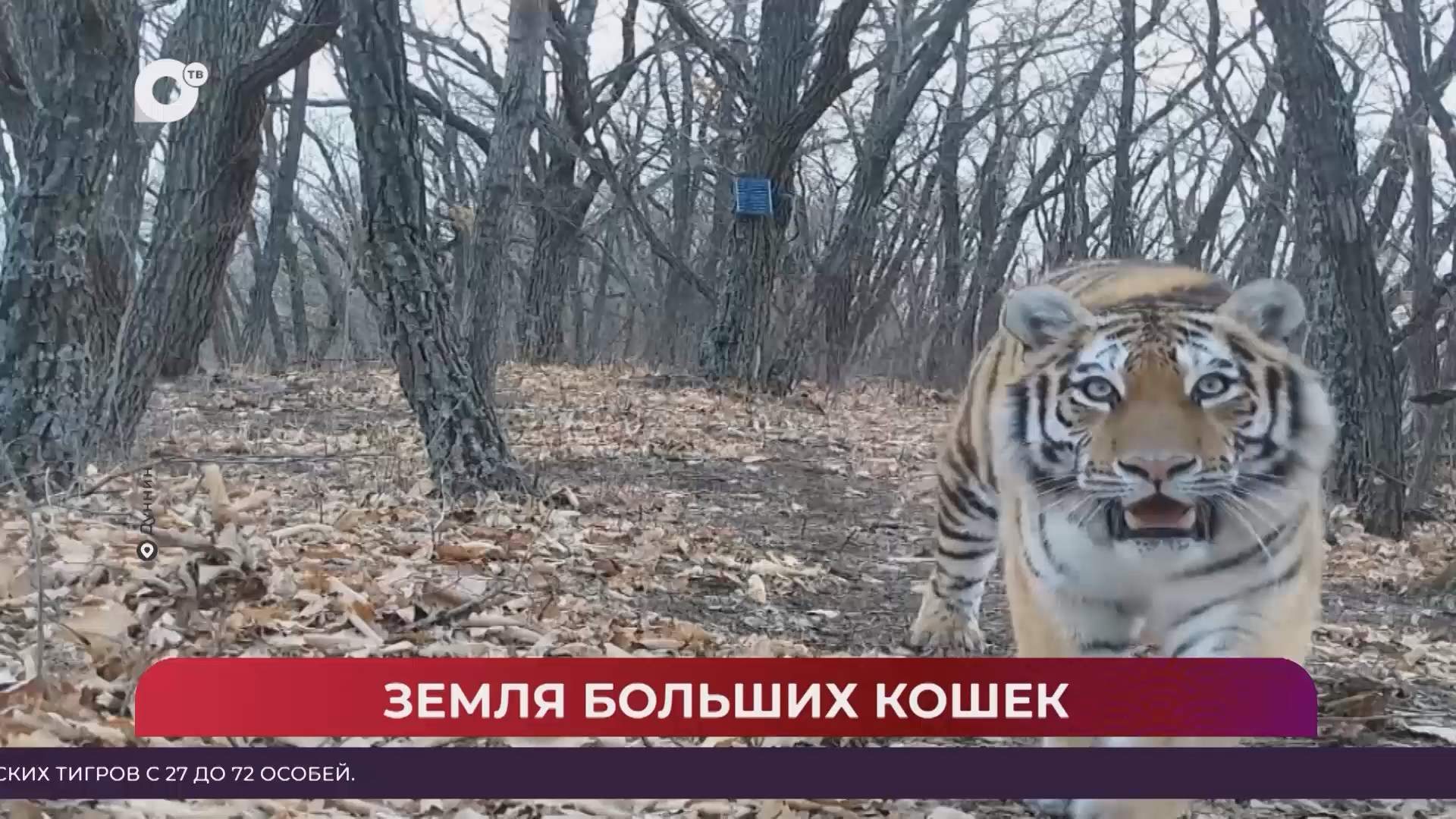 Китайская шкатулка / Российско-китайские отношения: от гуманитарных обменов до амурских тигров / 24.10.26
