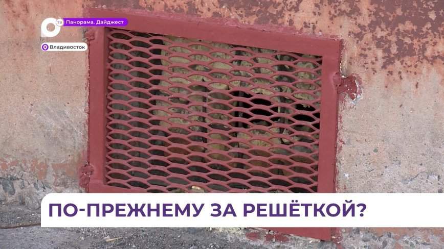 Росприроднадзор: котов из подвала дома на Луговой всё ещё не выпустили